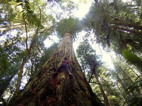 Grove of Titans, climbing a redwood