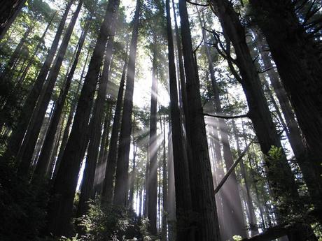 Crepuscular rays, sunlight shining through the redwoods at Redwood National and State Parks