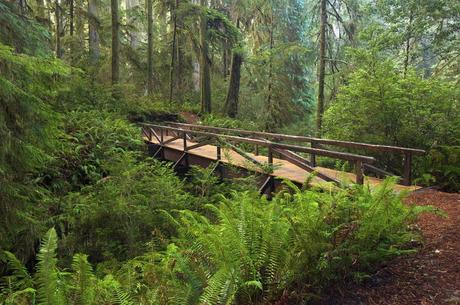 Redwood National Park footbridge, ferns redwoods