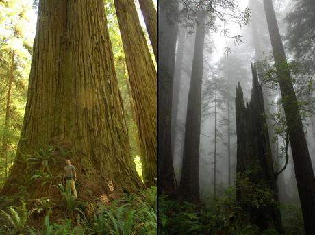Del Norte Titan, Screaming Titans in the secret Grove of the Titans and foggy Del Norte Coast Redwoods State Park
