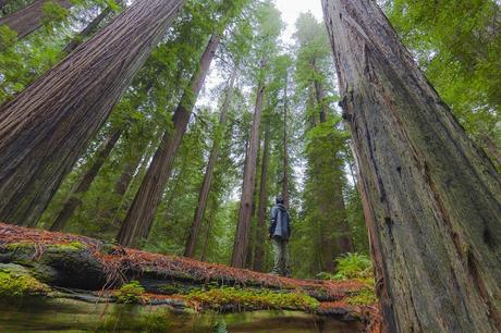 The Unexplored adventure in the Redwoods