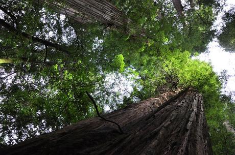 Redwoods of northern California, splash of green