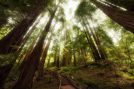 The incredible canopy of the Muir Woods