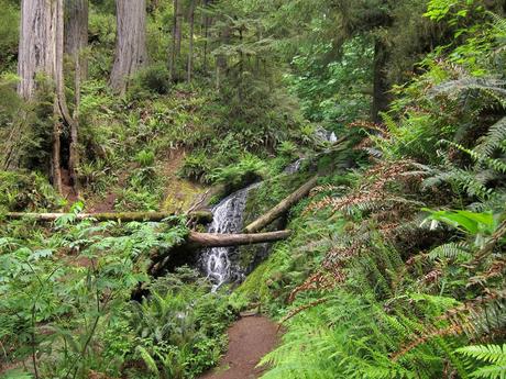 Fern Falls on Jedediah Smith Redwoods State Park Boy Scout Tree Trail