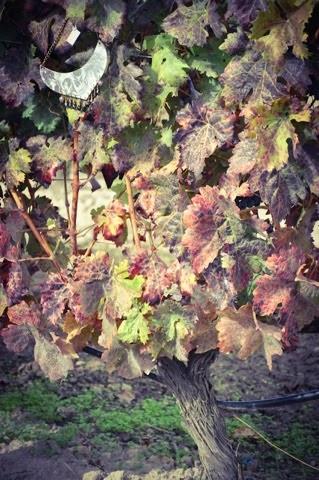 España y Mexico unidos con Esdor y El roperito de Ferni España y Mexico unidos con Esdor y El roperito de Ferni