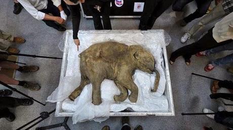 Los hallazgos más increíbles encontrados en los glaciares. Los hallazgos más increíbles encontrados en los glaciares.