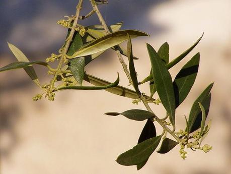 Diez plantas medicinales