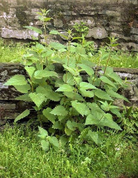 Diez plantas medicinales