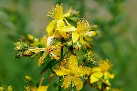 Diez plantas medicinales