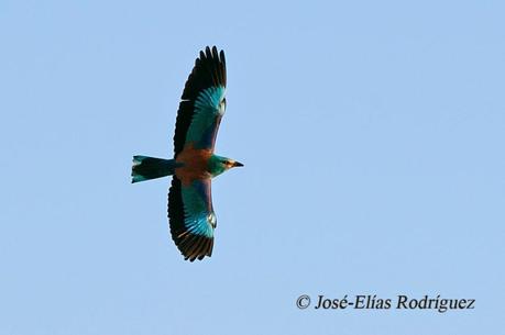 Abanico de colores