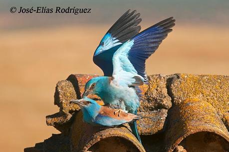 Abanico de colores