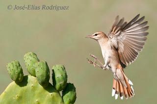 Declaración Declaración