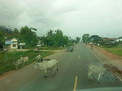 Vacas camino