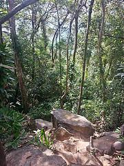 jungla bajando rocas