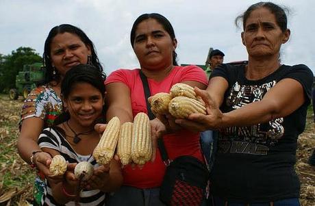 TSJ anula Carta Agraria entregada por Presidente Chávez a Comuna El Maizal Oligarquía terrateniente demuele el legado de Chávez.