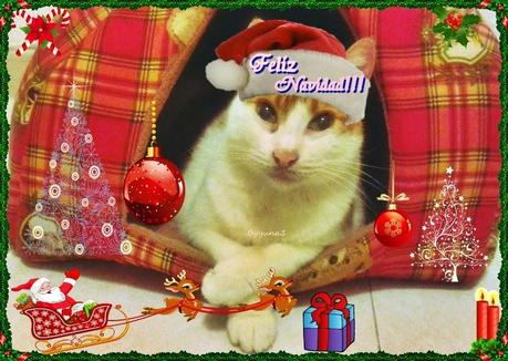 FELIZ NAVIDAD FELIZ NAVIDAD