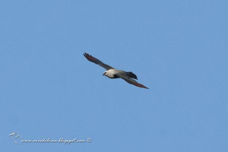 Milano plomizo (Plumbeous kite) Ictinia plumbea