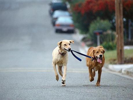 dos perros paseando juntos