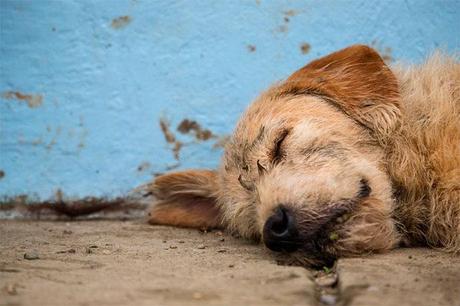 Arthur, la historia del perro que ganó llegando el noveno el perro Arthur