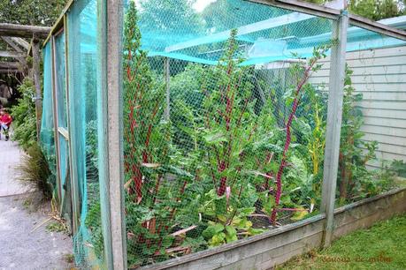 Cumble de ruibarbo, plátano y coco, sin gluten Cumble de ruibarbo, plátano y coco, sin gluten