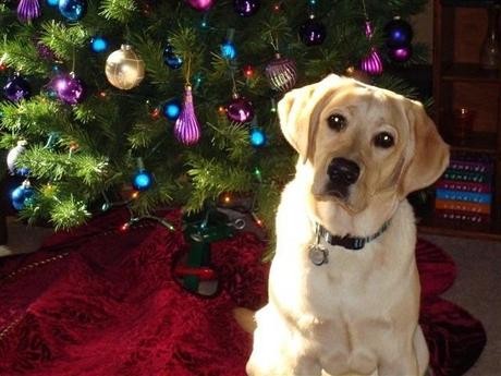 regalos perros labradores