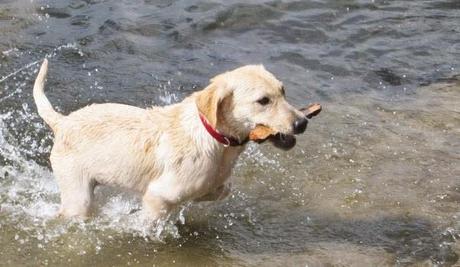 perro labrador en el agua