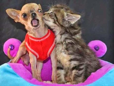 Imagenes graciosas en perros labradores perro sorprendido