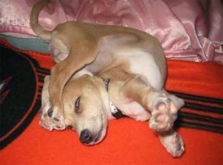 Imagenes graciosas en perros labradores Imagenes graciosas en perros labradores