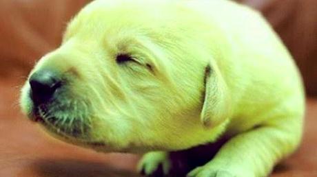 perro verde extraño caso de perro verde