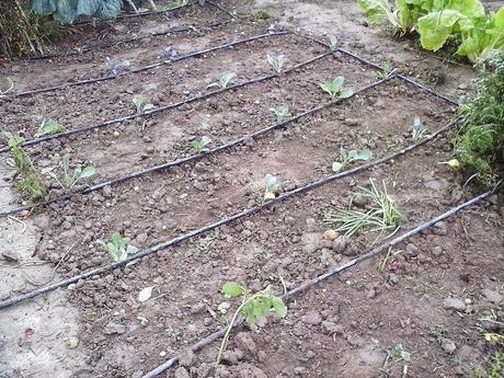 Crucíferas para cosechar en invierno Crucíferas para cosechar en invierno