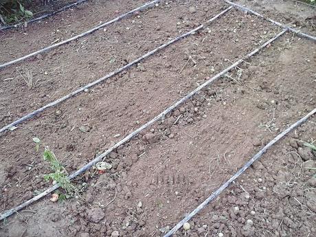 Crucíferas para cosechar en invierno Crucíferas para cosechar en invierno