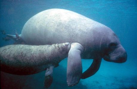 Gigantes gentiles en peligro de extinción: Espectaculares fotografías de Manatíes Manatee with nursing calf