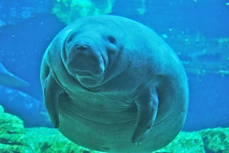 Gigantes gentiles en peligro de extinción: Espectaculares fotografías de Manatíes Fat Manatee at the Sea World Exhibit in Orlando Florida
