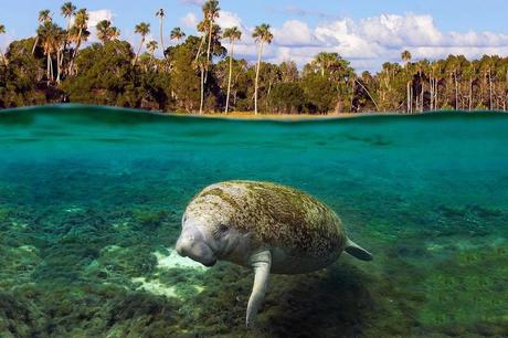 Gigantes gentiles en peligro de extinción: Espectaculares fotografías de Manatíes King Spring, one of many warm-water springs in Kings Bay, provides 72 degree water for manatees year-round