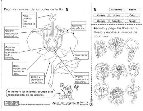 Cómo se reproducen las plantas