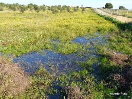 Comienza la reproducción en las charcas... - Begins breeding amphibians in seasonal ponds...