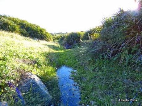 Comienza la reproducción en las charcas... - Begins breeding amphibians in seasonal ponds...