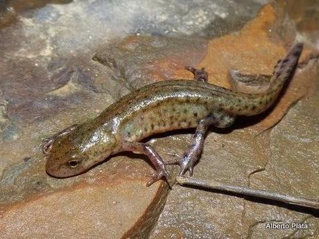 Comienza la reproducción en las charcas... - Begins breeding amphibians in seasonal ponds...