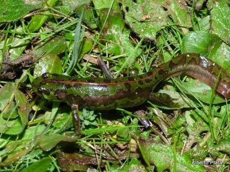 Comienza la reproducción en las charcas... - Begins breeding amphibians in seasonal ponds...