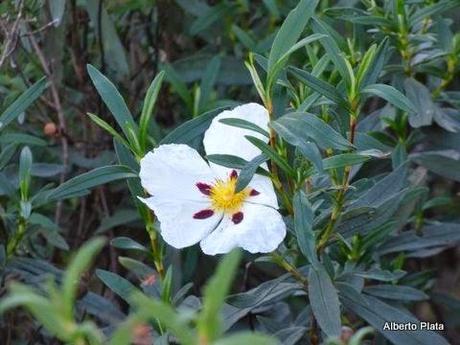 Comienza la reproducción en las charcas... - Begins breeding amphibians in seasonal ponds...