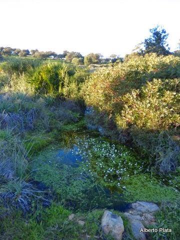 Comienza la reproducción en las charcas... - Begins breeding amphibians in seasonal ponds...