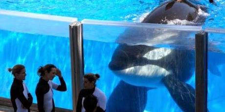 La importancia de los documentales: El efecto Blackfish La importancia de los documentales: El efecto Blackfish