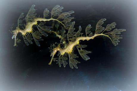 Fotografías asombrosas de Caballitos de Mar y Dragones de Mar Leafy Seadragons swim-dancing at Dallas Aquarium