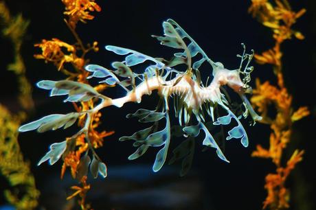 Fotografías asombrosas de Caballitos de Mar y Dragones de Mar Leafy sea dragon in Atlanta Aquarium