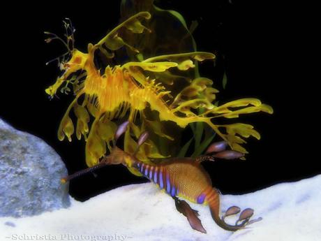 Fotografías asombrosas de Caballitos de Mar y Dragones de Mar Leafy Seadragon & Weedy Seadragon