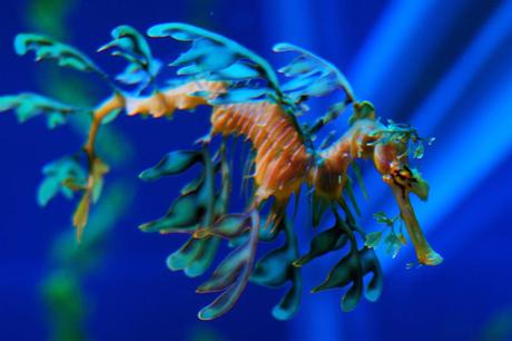 Fotografías asombrosas de Caballitos de Mar y Dragones de Mar Leafy Seadragon in the Georgia Aquarium