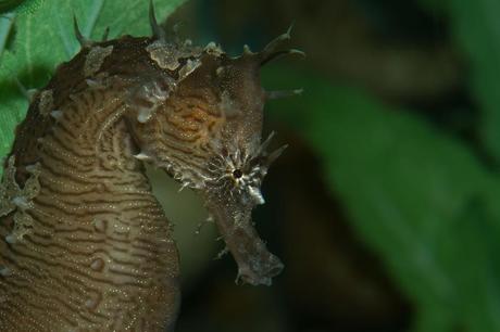 Fotografías asombrosas de Caballitos de Mar y Dragones de Mar Lined seahorse, Hippocampus erectus