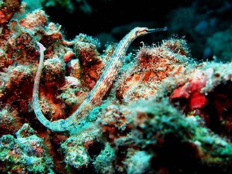 Fotografías asombrosas de Caballitos de Mar y Dragones de Mar Schultz's Pipefish - Corythoichthys schultzi - in Egypt
