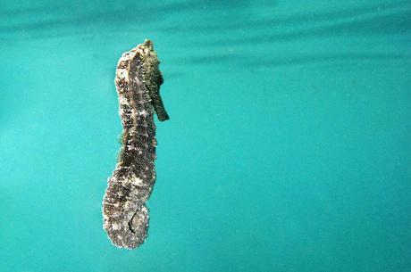 Fotografías asombrosas de Caballitos de Mar y Dragones de Mar Seahorse swimming into the blue