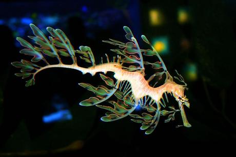 Fotografías asombrosas de Caballitos de Mar y Dragones de Mar Illuminated Leafy Sea dragon